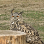 Besuch in der Falknerei 2