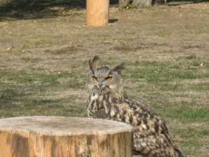 Besuch in der Falknerei 2